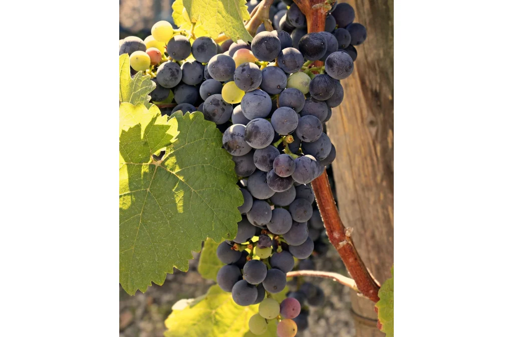 Schiff Wine 3623662_1280