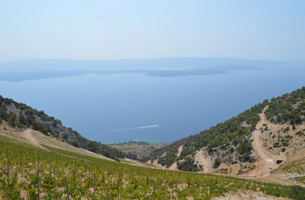 Schiff Jako Vino Murvica