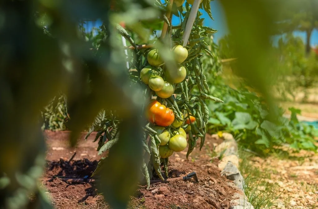 Camping Ugljan Resort Mobilehomes Tomaten Croaticum