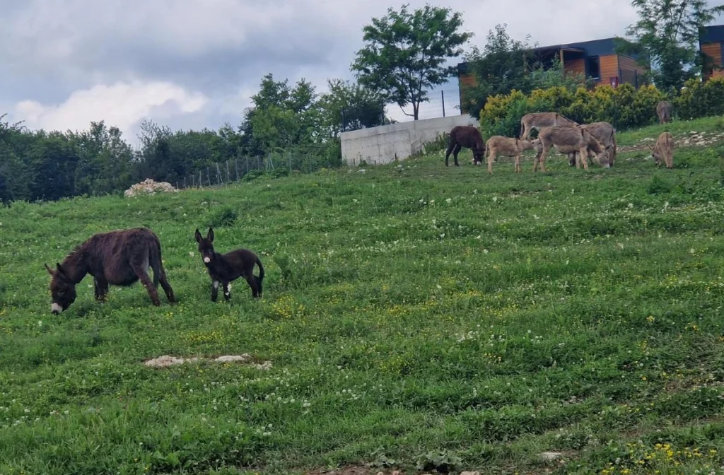 Plitvicki Dvori Grabovac Tiere