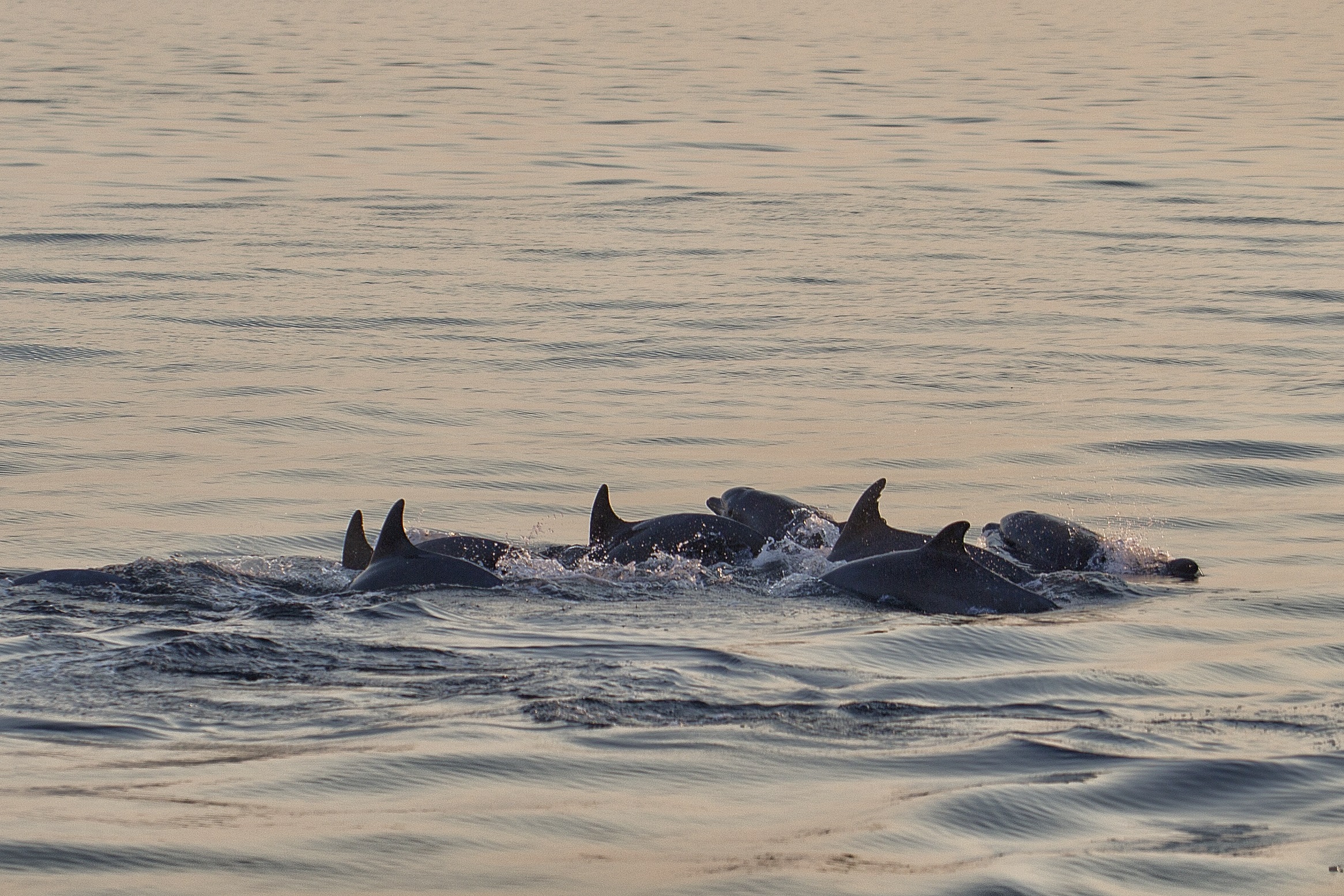 Rovinj Delfin